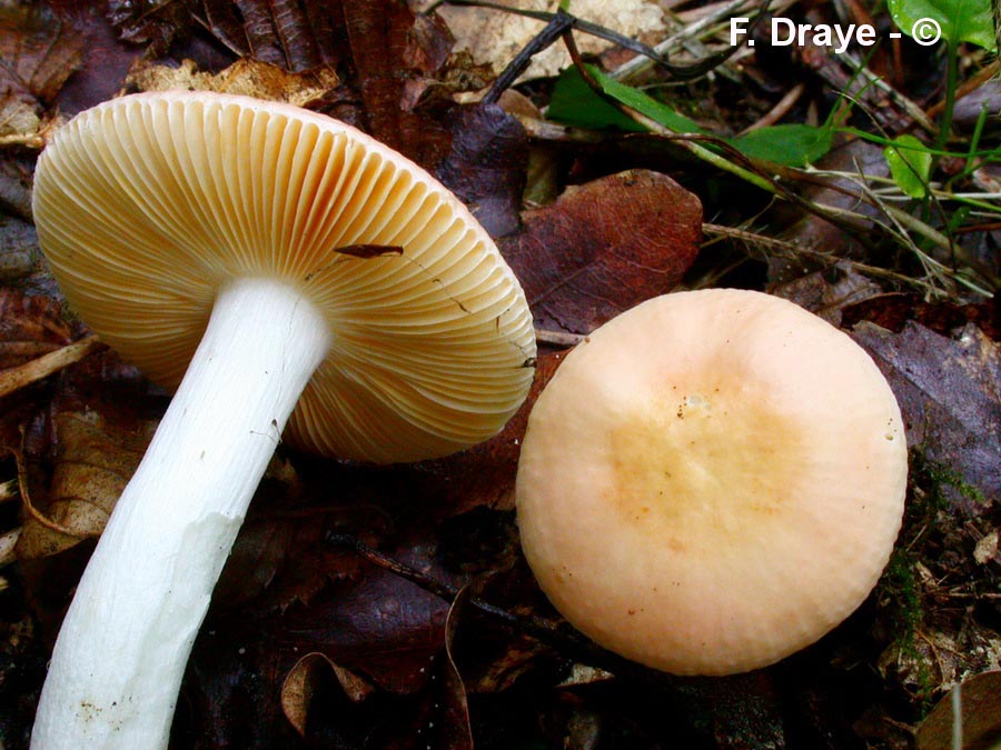 Russula chamaeleontina