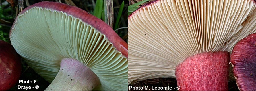 Russula erythropoda