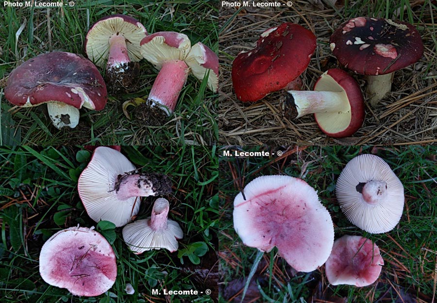 Russula erythropoda