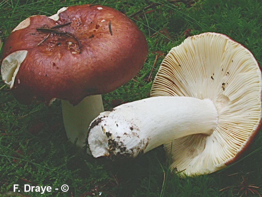 Russula integra