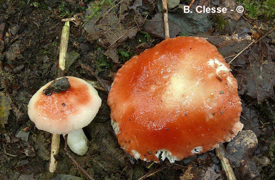 Russula luteotacta