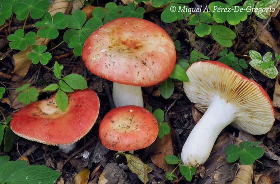 Russula maculata