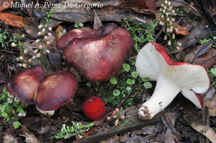 Russula melliolens
