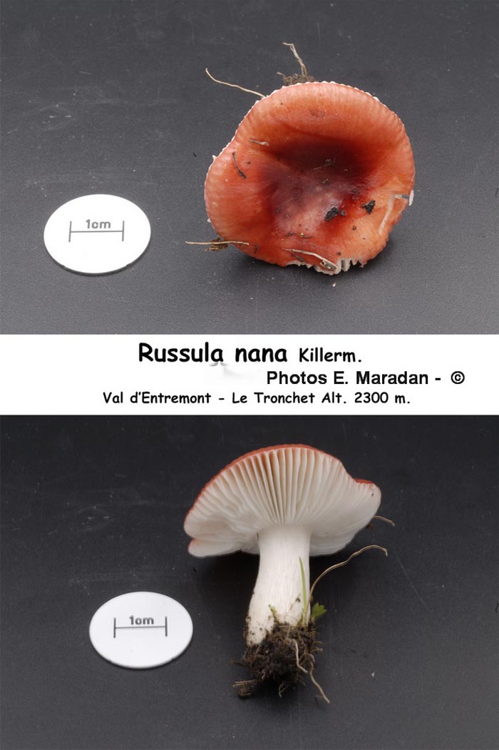 Russula nana