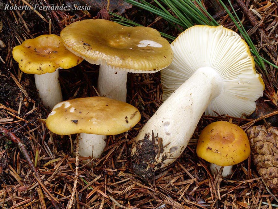 Russula ochroleuca