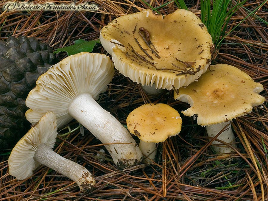 Russula ochroleuca