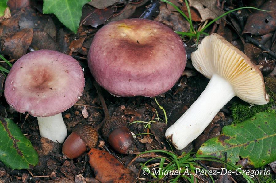 Russula parodorata