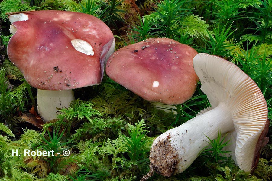 Russula persicina