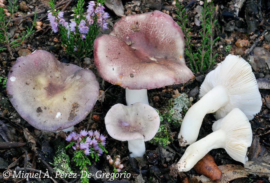 Russula poikilochroa