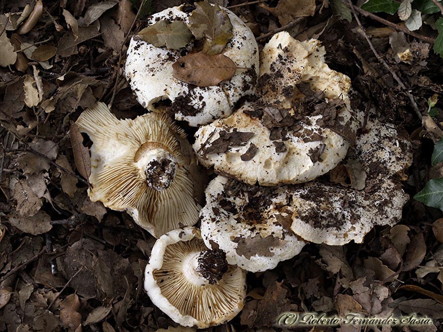 Russula pseudodelica