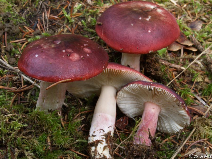 Russula queletii