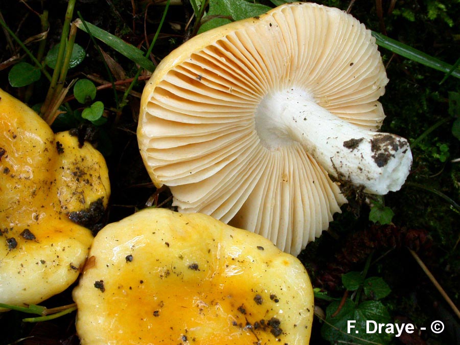 Russula risigallina