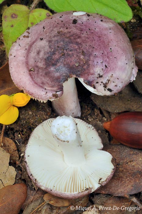 Russula subazurea