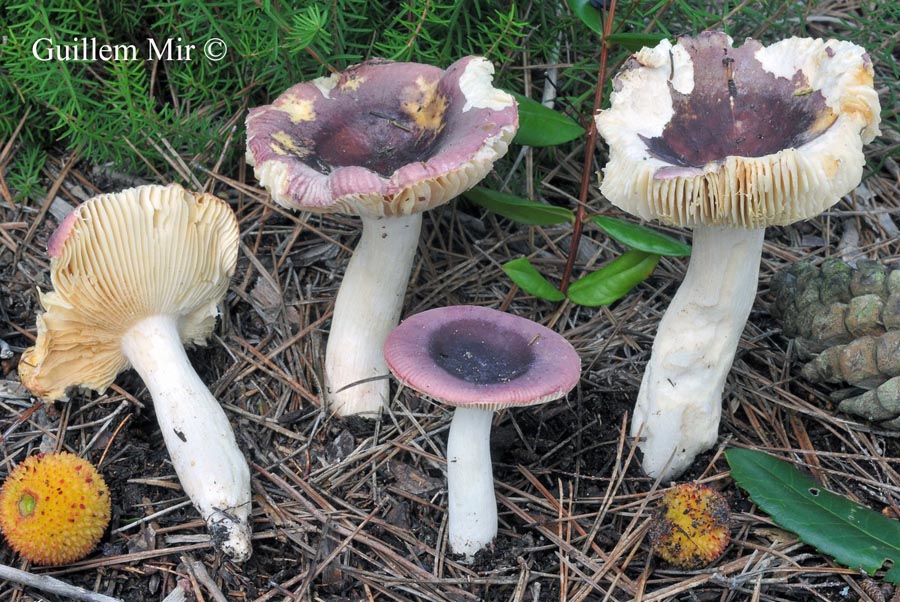 Russula turci