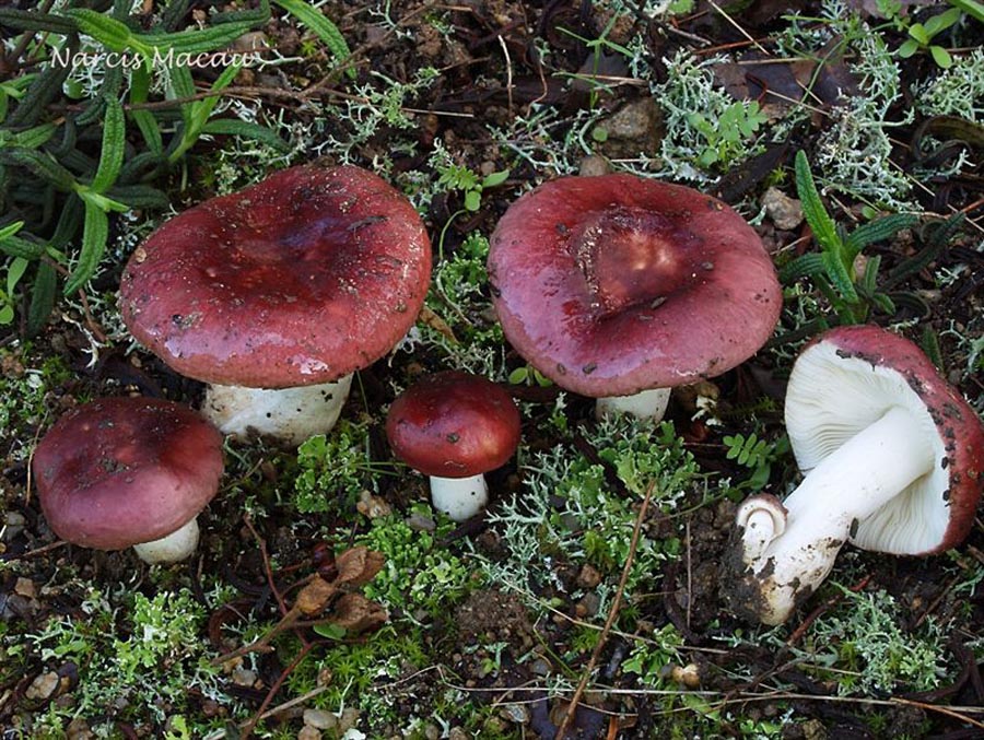 Russula tyrrhenica