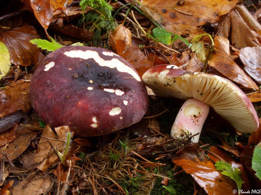 Russula xerampelina