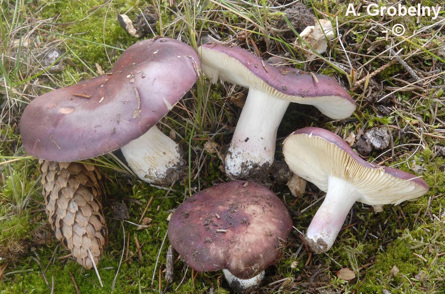 Russula xerampelina