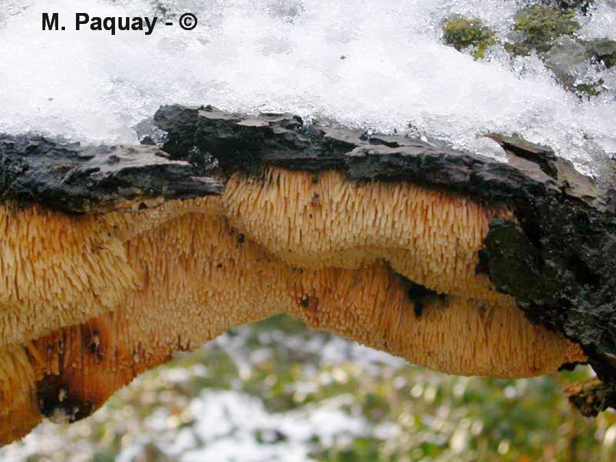 Noblesia crocea (Sarcodontia crocea)