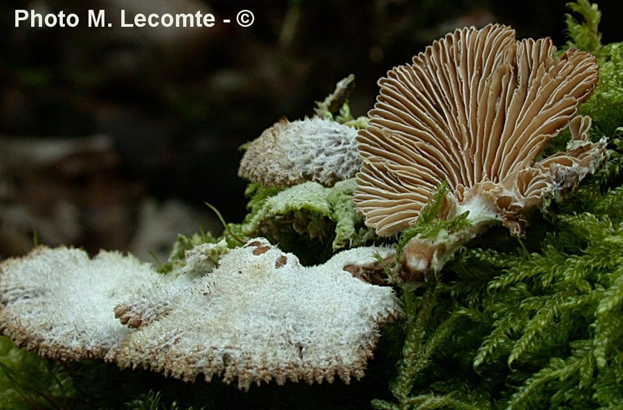 Schizophyllum commune