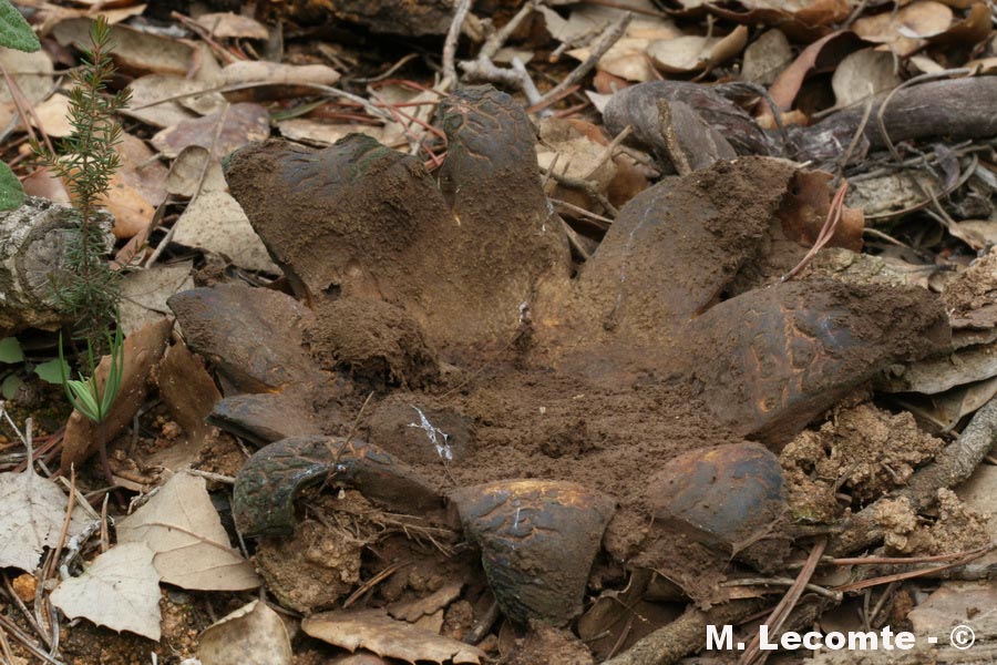 Scleroderma polyrhizum