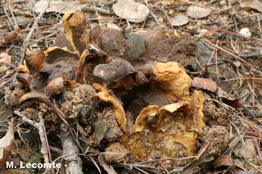 Scleroderma polyrhizum