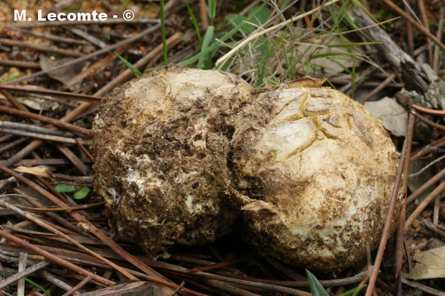 Scleroderma polyrhizum