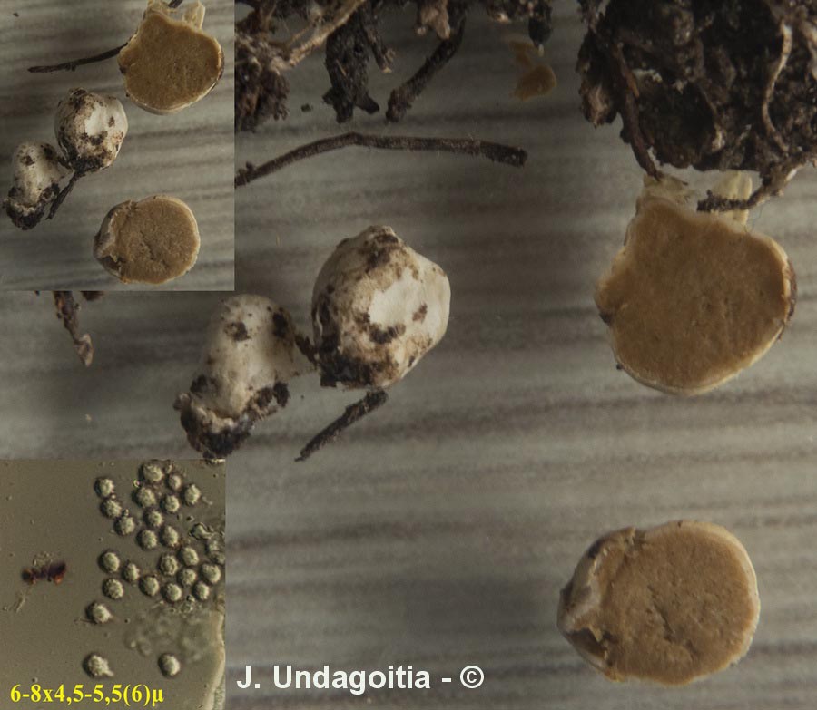 Sclerogaster compactus