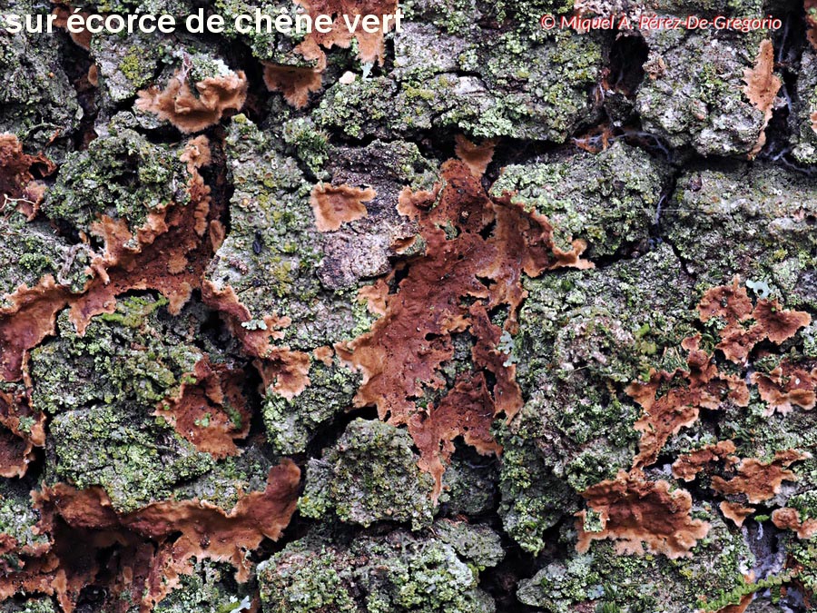 Septobasidium quercinum