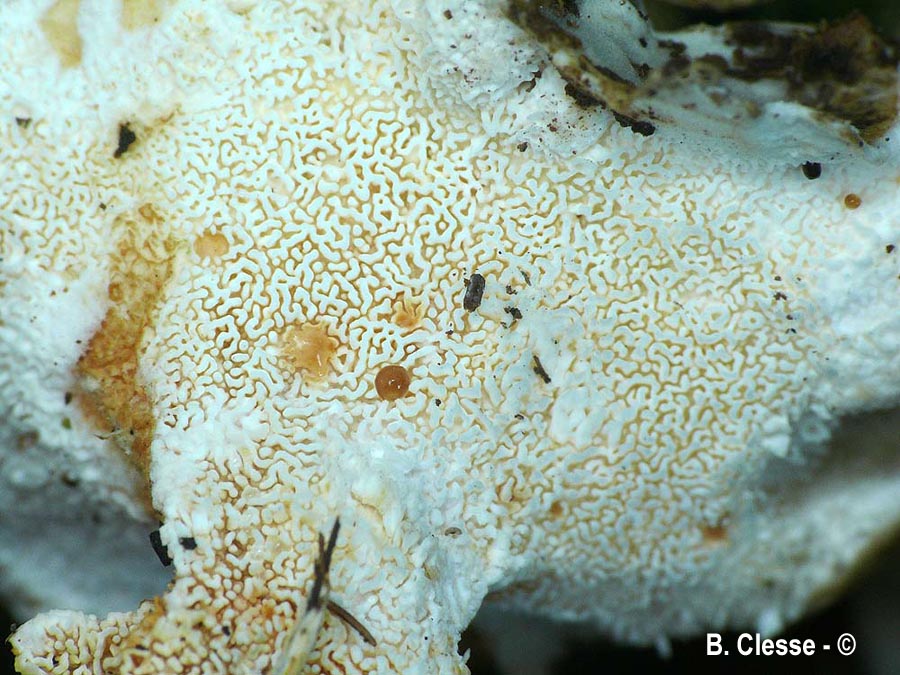 Sistotrema confluens