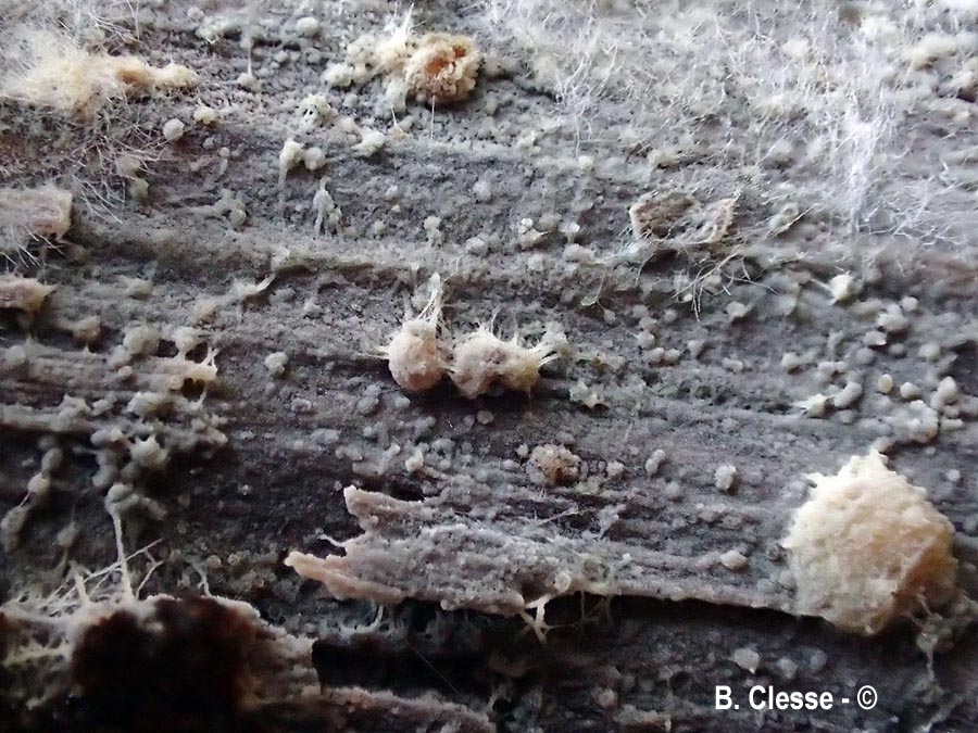 Sistotrema oblongisporum