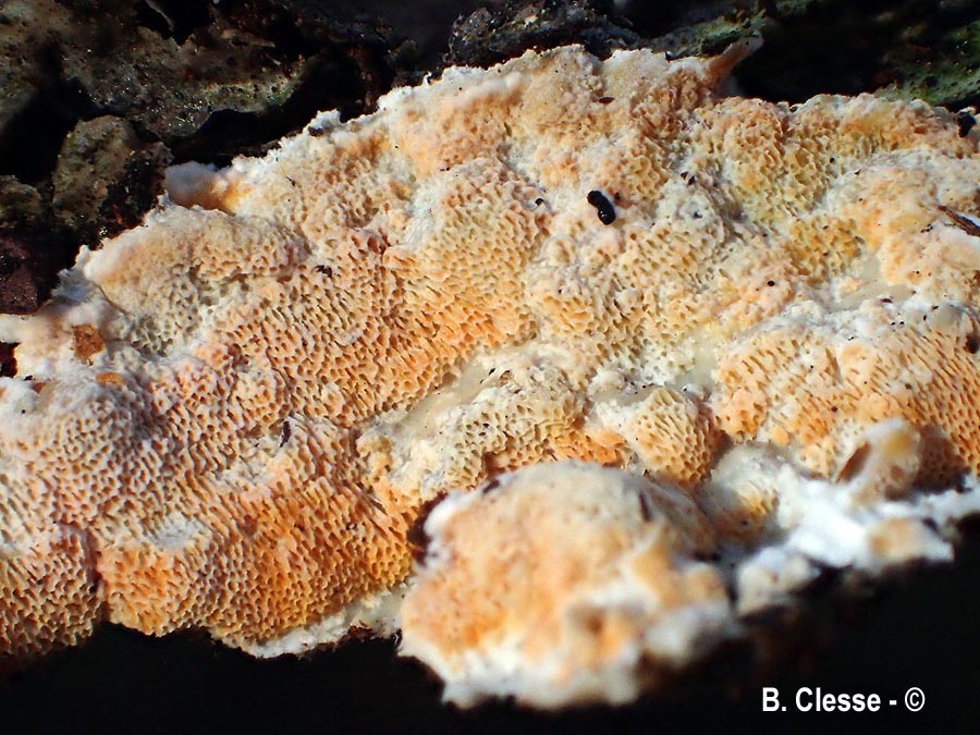 Skeletocutis amorpha