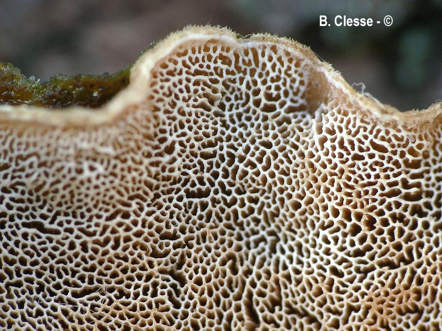 Skeletocutis carneogrisea