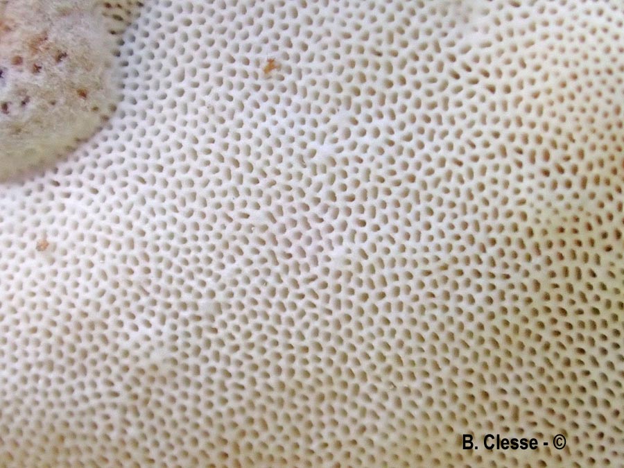 Skeletocutis semipileata (Skeletocutis nivea)