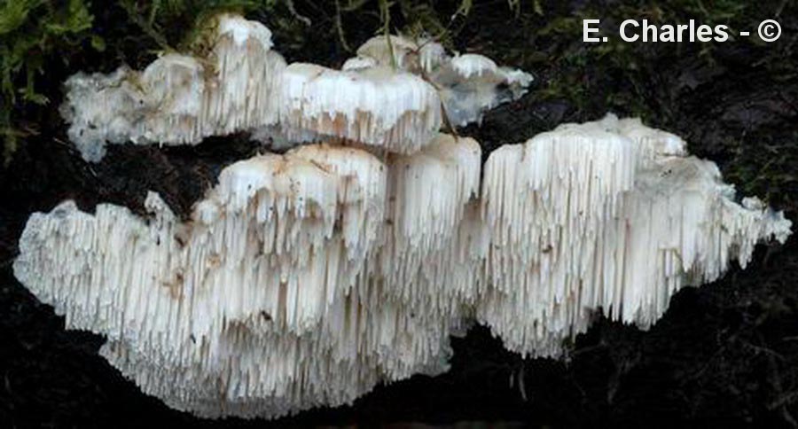 Spongipellis pachyodon
