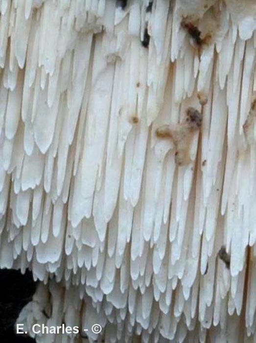 Spongipellis pachyodon