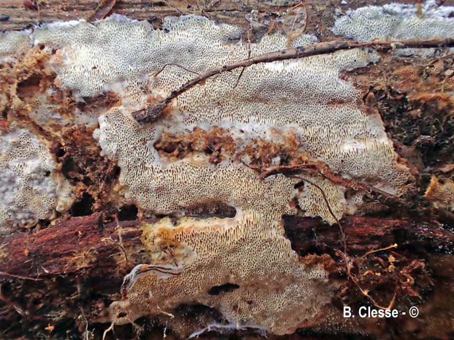 Steccherinum collabens (Junghuhnia collabens)