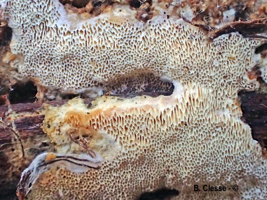 Steccherinum collabens (Junghuhnia collabens)