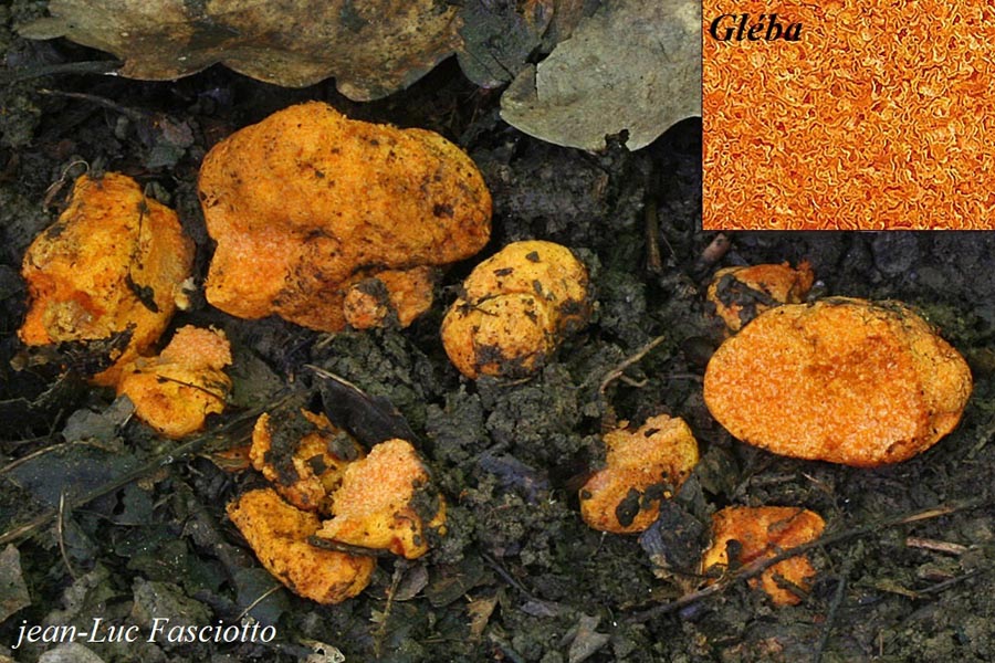 Stephanospora caroticolor