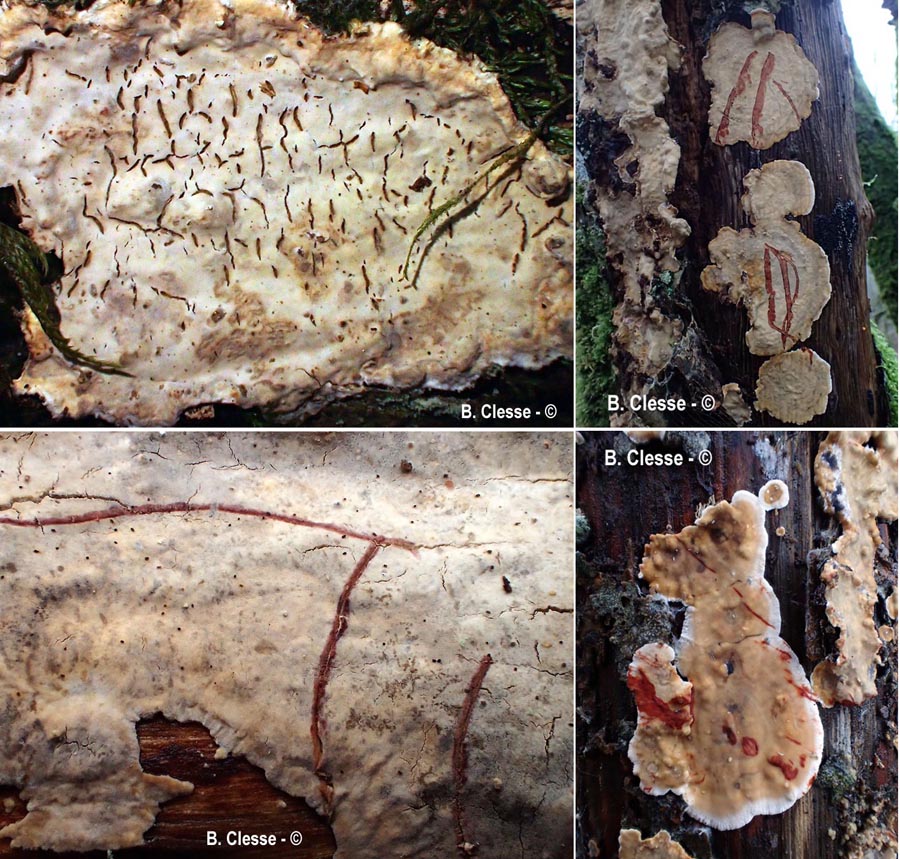Stereum rugosum