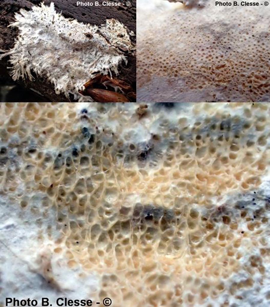 Porotheleum fimbriatum (Stromatoscypha fimbriata)