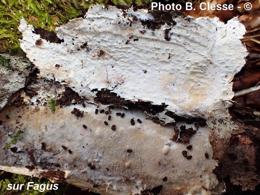 Porotheleum fimbriatum (Stromatoscypha fimbriata)