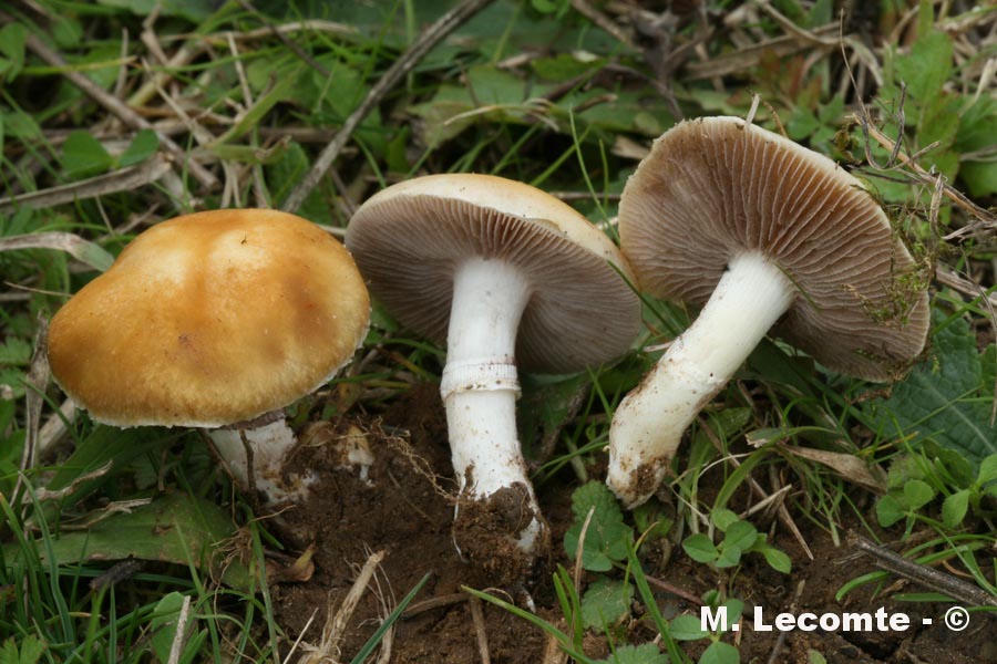 Stropharia coronilla