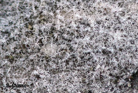 Subulicystidium longisporum