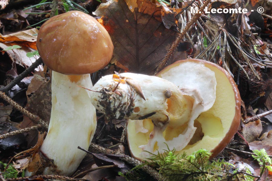 Suillus luteus