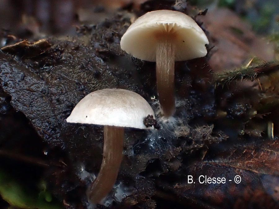 Tephrocybe platypus