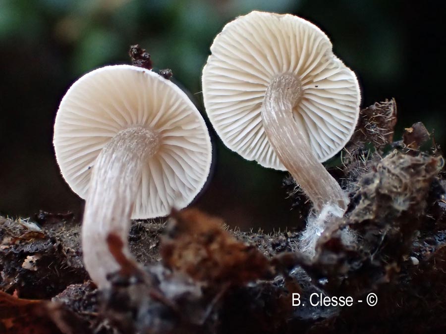 Tephrocybe platypus