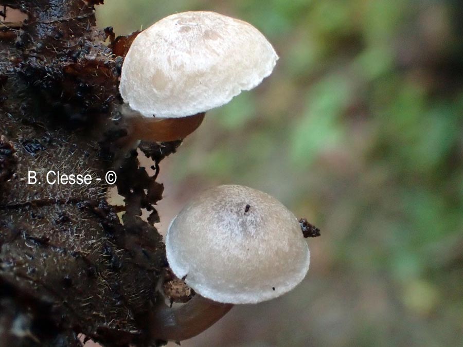 Tephrocybe platypus