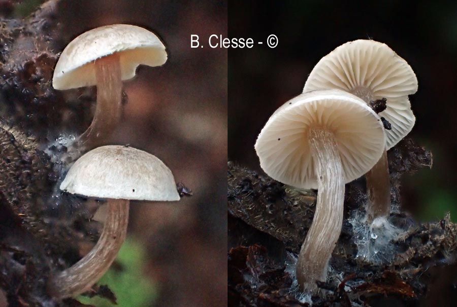 Tephrocybe platypus