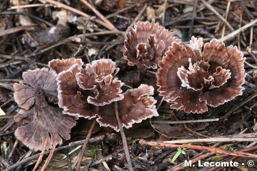 Thelephora caryophyllea