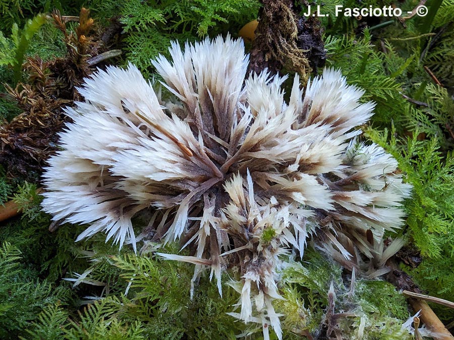 Thelephora penicillata